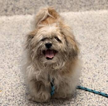 Jerry -  Shih Tzu Dog for Adoption in Golden, Colorado - Jerry | PetCurious
