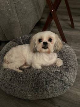 Shih Tzu Dogs Available for Adoption - Star | PetCurious