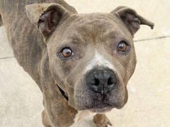 Mixed Breed Dogs Available for Adoption - Rita | PetCurious