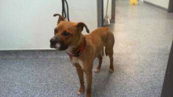 STANLEY -  Mixed Breed Dog for Adoption in Charlotte, North Carolina - STANLEY | PetCurious