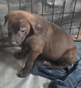 Labrador Retriever and Husky Dogs Available for Adoption in Thompson Falls, Montana - Java | PetCurious