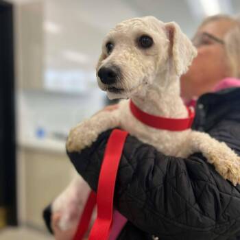 Bichon Frise Dogs Available for Adoption - Graphite | PetCurious