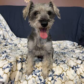 Schnoodle Dogs Available for Adoption in Lisbon, Ohio - Suzi  | PetCurious