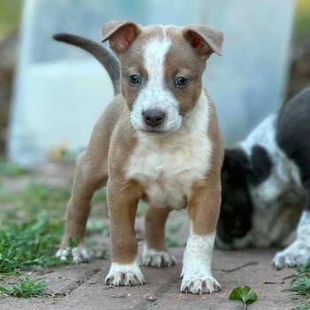 Greg -  Australian Cattle Dog Blue Heeler and Mixed Breed Dog for Adoption in Dysart, Iowa - Greg | PetCurious