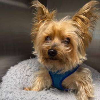 Yorkshire Terrier Dogs Available for Adoption - Jo Jo | PetCurious