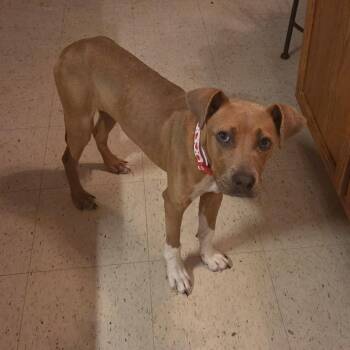 Honey Bee -  Pit Bull Terrier and Mixed Breed Dog for Adoption in Rossville, Georgia - Honey Bee | PetCurious