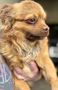 Rescue Tibetan Spaniel Dogs for Adoption in Los Angeles, California - Teddy | PetCurious