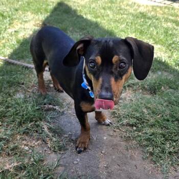 GOLIATH -  Dachshund and Mixed Breed Dog for Adoption in Long Beach, California - GOLIATH | PetCurious