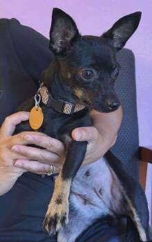 Missy -  Chihuahua Dog for Adoption in Montpelier, Vermont - Missy | PetCurious