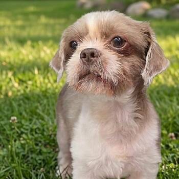 Buddy 4734 -  Shih Tzu Dog for Adoption in Boca Raton, Florida - Buddy 4734 | PetCurious
