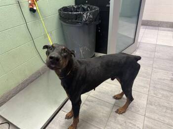 DAVID ALLEN -  Doberman Pinscher and Mixed Breed Dog for Adoption in Grand Prairie, Texas - DAVID ALLEN | PetCurious