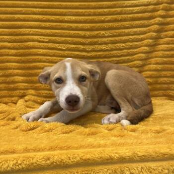 Cluck -  Retriever and Shepherd Dog for Adoption in Kanab, Utah - Cluck | PetCurious