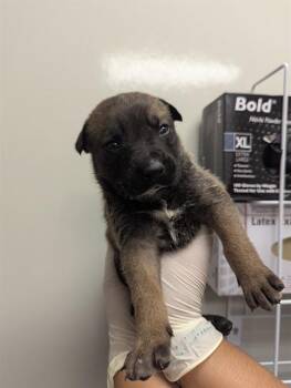 KODA - ADOPTION PENDING -  German Shepherd Dog Dog for Adoption in Ontario, California - KODA - ADOPTION PENDING | PetCurious