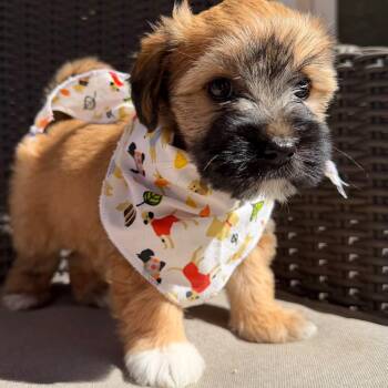 Butterscotch -  Yorkshire Terrier and Mixed Breed Dog for Adoption in Rock Hill, South Carolina - Butterscotch | PetCurious
