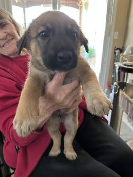 Mastiff Dogs Available for Adoption - MIRA | PetCurious