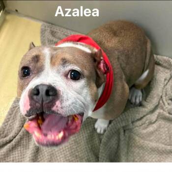 Pit Bull Terrier Dogs Available for Adoption in Spring Hill, Kansas - Azalea | PetCurious