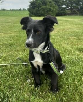 Donnie -  Border Collie Dog for Adoption in Cheektowaga, New York - Donnie | PetCurious