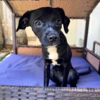 Sophia -  Mixed Breed Dog for Adoption in Pacific Grove, California - Sophia | PetCurious