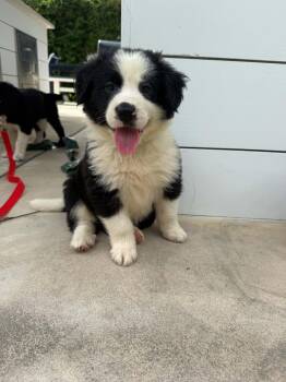 Poe -  Border Collie Dog for Adoption in Wando, South Carolina - Poe | PetCurious