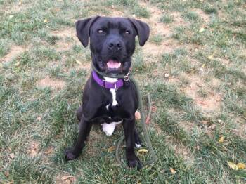 Major -  Pit Bull Terrier and Mixed Breed Dog for Adoption in Kansas City, Missouri - Major | PetCurious