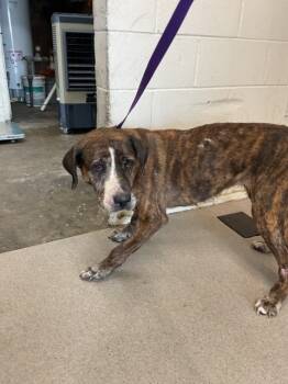 Rescue Labrador Retriever and Mixed Breed Dogs for Adoption in San Bernardino, California - AVA | PetCurious