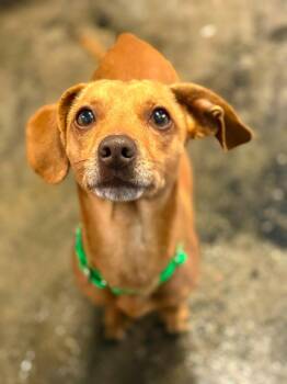 Chihuahua and Dachshund Dogs Available for Adoption in Warren, Michigan - Brock | PetCurious