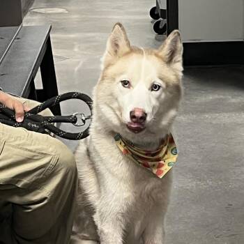 Yoda (Koda) -  Husky Dog for Adoption in Tampa, Florida - Yoda (Koda) | PetCurious