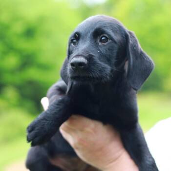 Labrador Retriever and Mixed Breed Dogs Available for Adoption in Eastford, Connecticut - CT Arugula Avail May 30 (Ellington, CT) | PetCurious
