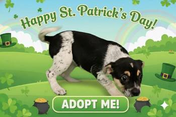 Australian Cattle Dog Blue Heeler Dogs Available for Adoption - Phebe | PetCurious