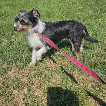 Lady -  Patterdale Terrier Fell Terrier and Schnauzer Dog for Adoption in Columbia, Missouri - Lady | PetCurious