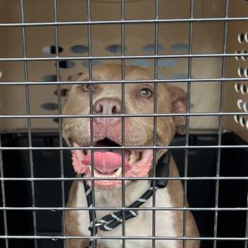 Rescue Pit Bull Terrier Dogs for Adoption in East St. Louis, Illinois - Bowlee | PetCurious