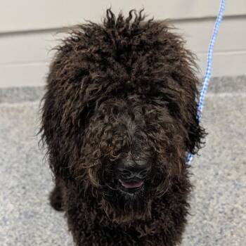 Caboodle -  Mixed Breed Dog for Adoption in Greenville, South Carolina - Caboodle | PetCurious
