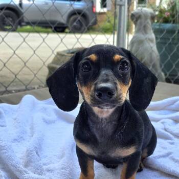 Rice Krispy -  Miniature Dachshund Dog for Adoption in Athens, Alabama - Rice Krispy | PetCurious