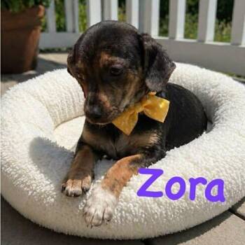 Chiweenie Dogs Available for Adoption in Crosby, Texas - Zora | PetCurious