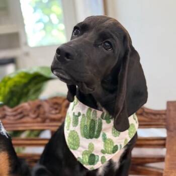 Ollie Otter Pop -  Basset Hound and Black Labrador Retriever Dog for Adoption in Friendswood, Texas - Ollie Otter Pop | PetCurious