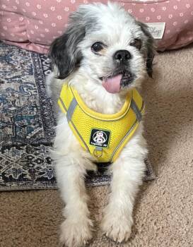 Rescue Terrier Dogs for Adoption in Irondequoit, New York - Tashi | PetCurious
