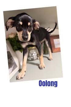 Oolong -  Chihuahua Dog for Adoption in Eugene, Oregon - Oolong | PetCurious