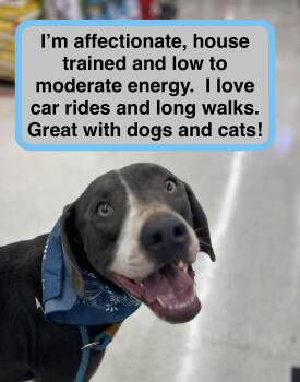 Jake -  Labrador Retriever Dog for Adoption in Spring, Texas - Jake | PetCurious