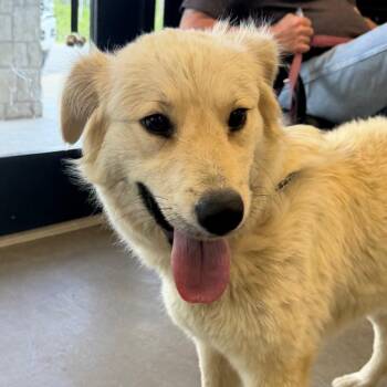 Great Pyrenees Dogs Available for Adoption in Marshall, Texas - Sissy | PetCurious