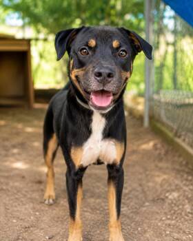 Retriever Dogs Available for Adoption in North Reading, Massachusetts - Fatboy | PetCurious