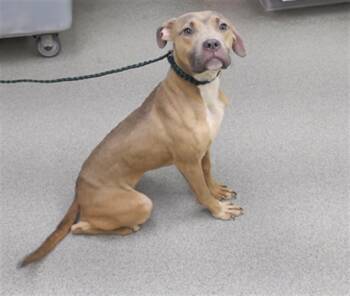 Rescue Labrador Retriever and Mixed Breed Dogs for Adoption in Omaha, Nebraska - REN | PetCurious