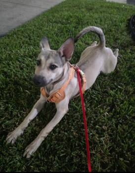 Rescue Shepherd and Mixed Breed Dogs for Adoption in Los Angeles, California - Luna | PetCurious