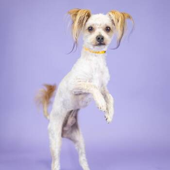 Sparky -  Poodle Dog for Adoption in Portland, Oregon - Sparky | PetCurious