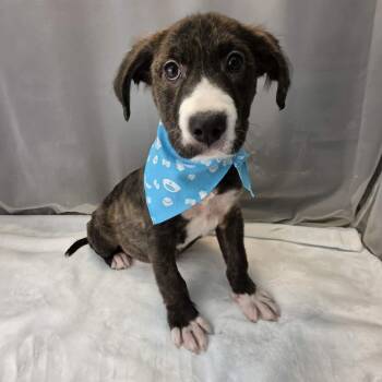 Phoenix -  Boxer and American Staffordshire Terrier Dog for Adoption in Foley, Alabama - Phoenix | PetCurious