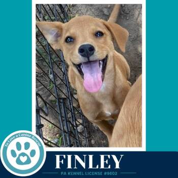 Finley (F Troop) 082226 -  Labrador Retriever Dog for Adoption in Kimberton, Pennsylvania - Finley (F Troop) 082226 | PetCurious
