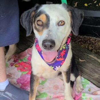 Lucky Charm -  Australian Shepherd Dog for Adoption in Woolwich, Maine - Lucky Charm | PetCurious