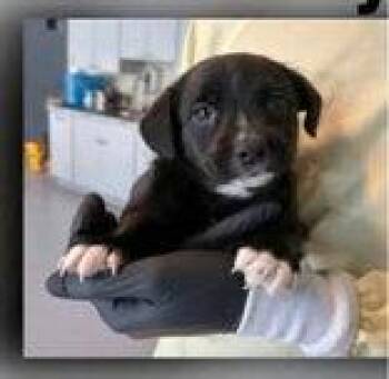 Mountain Cur Dogs Available for Adoption in Newport, Kentucky - Katarina | PetCurious