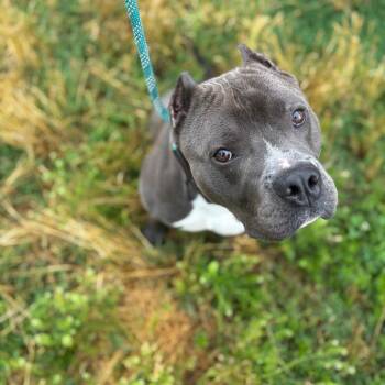 Cobalt -  Pit Bull Terrier Dog Available for Adoption in Springfield, Missouri - Cobalt | PetCurious