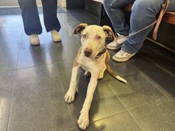 Pit Bull Terrier and Mixed Breed Dogs Available for Adoption in Santa Monica, California - A068924 | PetCurious