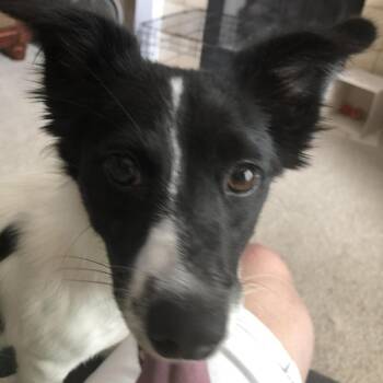 Callie -  Papillon and Mixed Breed Dog for Adoption in Olathe, Kansas - Callie | PetCurious